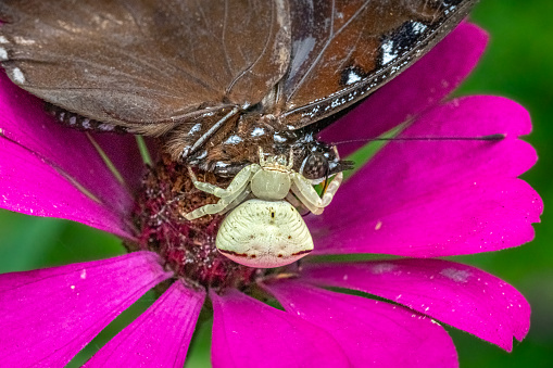 A crab spiders (Thomisus) catch a Butterfly Great eggfly in the rain forest of Bali, Indonesia.