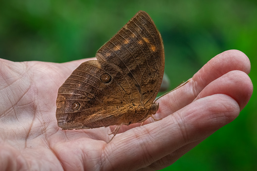 A common duffer butterfly on a human hand in the tropical rainforest of Bali in Indonesia.