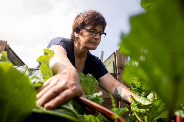 recoger ruibarbo en una parcela - green thumb refrán en inglés fotografías e imágenes de stock