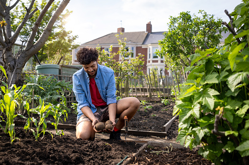 Full shot of a mid-adult examining the potatoes he has grown in his allotment. He is smiling down at the produce he has grown. The allotment is located in North  Shields.