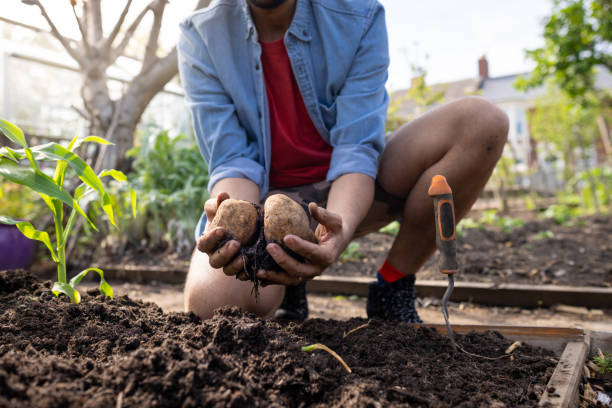 Freshly Picked Potatoes in an Allotment