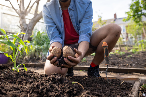 Close-up of an unrecognisable person holding freshly picked potatoes in an allotment. The allotment is located in North Shields.