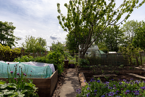A wide-angle front view of a beautiful lush green allotment with lots of green vibrant plants. The allotment is located in North Shields.