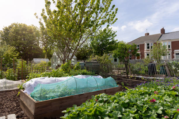 istock Allotment with No People 1481409635