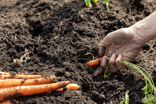 Close-up of an unrecognisable person with dirty hands handpicking carrots in an allotment. The allotment is located in North Shields.