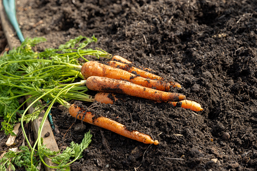 Close-up of freshly picked carrots in an allotment. The carrots are vibrant oranges lying in the mud.