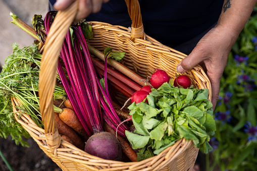 Full shot of a wicker basket filled with carrots, beetroot, rhubarb, and radishes being held by an unrecognisable person.