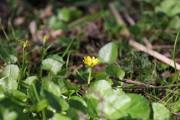 lesser celandine flowers, pilewort plant in the spring forest Spring woods atmosphere ficaria verna stock pictures, royalty-free photos & images