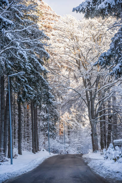 Winter road. Winter road landscape among trees.