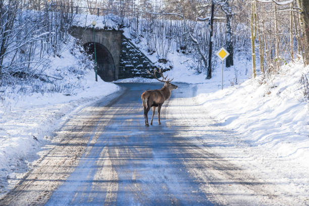 Group of red deer in a snowy forest on Christmas night against the background of the village and the lantern. New Year card. Composite image. Magical winter country.