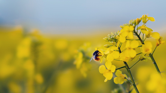 Close up of working bee flying on canola field