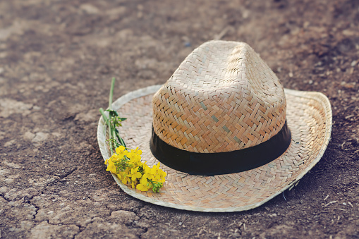 Farmer straw hat with yellow canola flowers in agricultural field