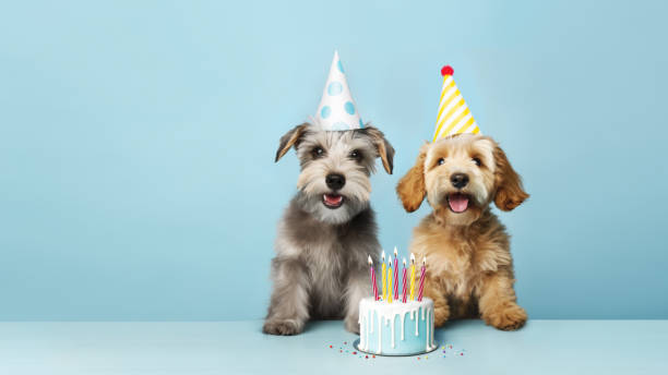 생일 파티에서 축하하는 두 귀여운 강아지 - party hat 이미지 뉴스 사진 이미지