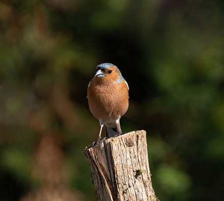 Common chaffinch resting on a tree stump in April.