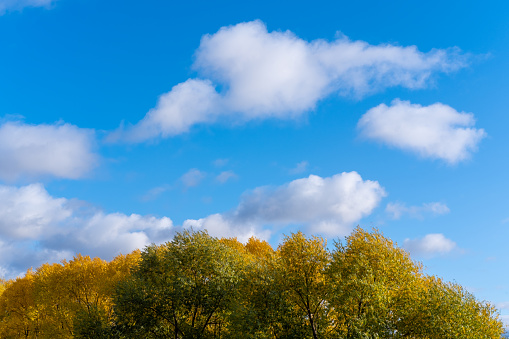 The crown of a tree against a bright blue sky with fluffy clouds. Yellow-green tree leaves and blue sky. Early autumn. Natural autumn summer background