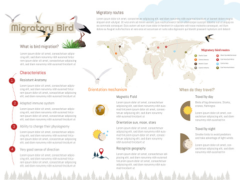 Infographics about the migration of birds, characteristics of birds, how they are oriented, the routes of their migration and when they travel.