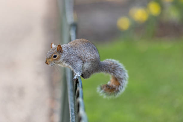 Close-up Of Squirrel On Fence.