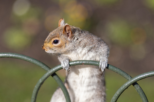 Close up of a grey squirrel