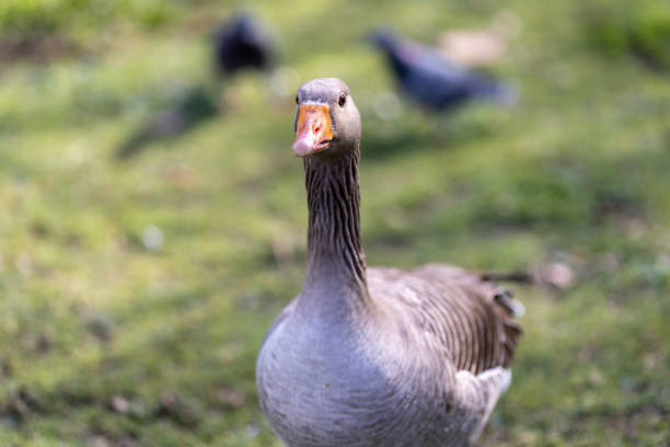 graylag goose standing in a grassy field