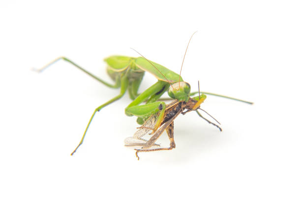istock praying mantis eats a grasshopper close-up on a white background. Hunting in the world of insects. Prey for eating insects 1481421547