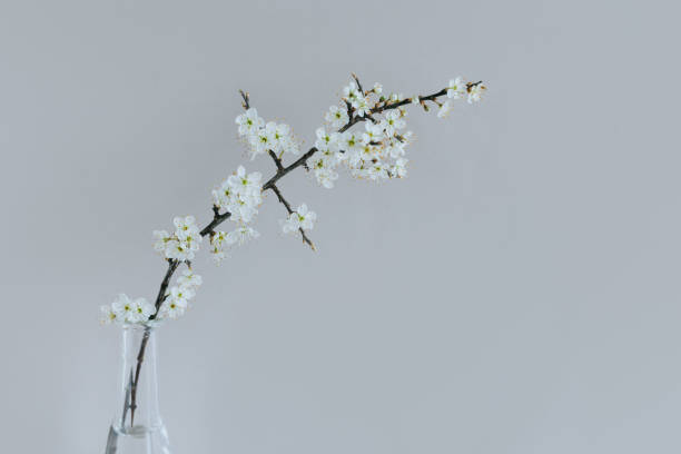istock Beautiful blossom branches in a vase on a grey background. 1481422280