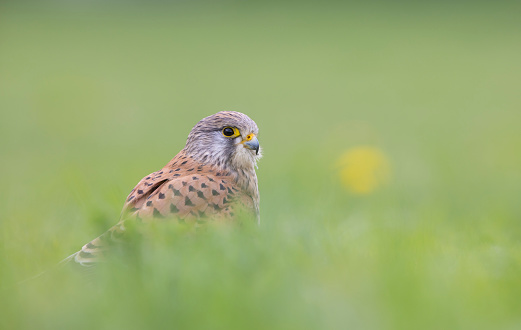 Close-up of peregrine falcon in high grassland