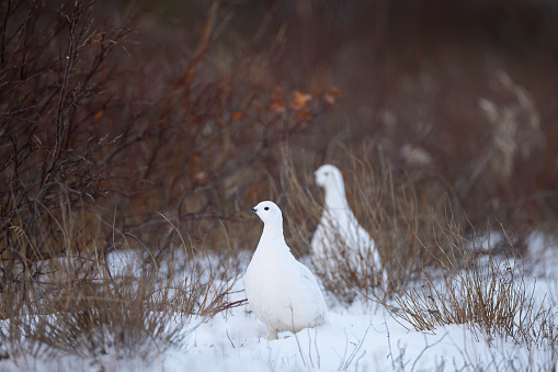 A master of camouflage, the Willow Ptarmigan is snowy white in winter and an intricate mix of reds and browns in summer.