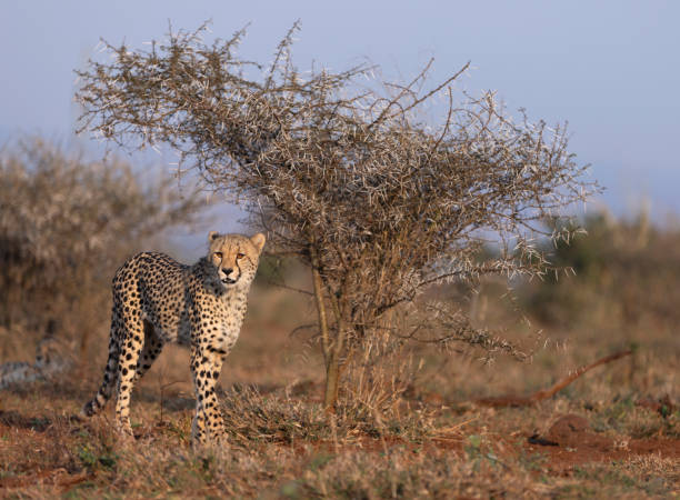 Un guepardo en el este de Sudáfrica - foto de stock