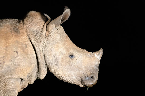 istock Close-up of hippo 1481422420