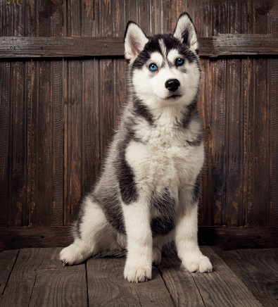 siberian husky puppy on wood background.