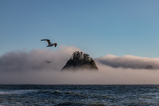 Birds Flying Over Ocean Water Heavy Fog on Water Horizon Large Rock Formation in Background Daytime Pacific North West