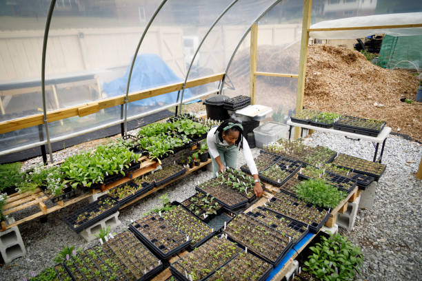 istock Farmer In Her Greenhouse 1481425762