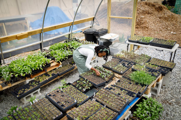 istock Farmer In Her Greenhouse 1481425765