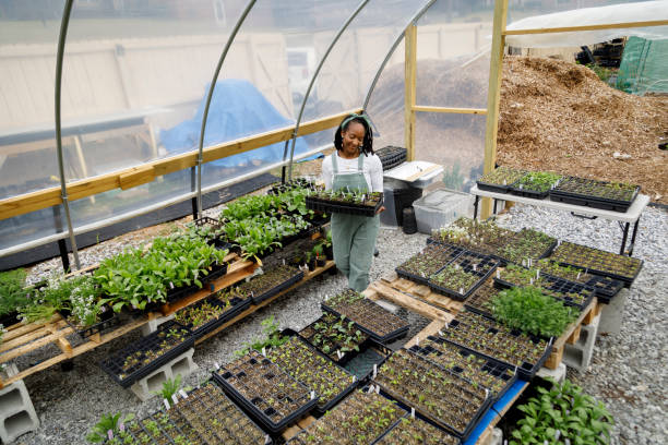 istock Farmer In Her Greenhouse 1481425766