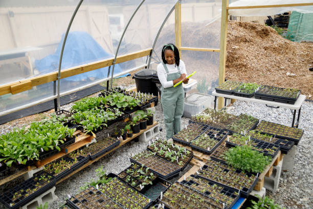 istock Farmer In Her Greenhouse 1481425769