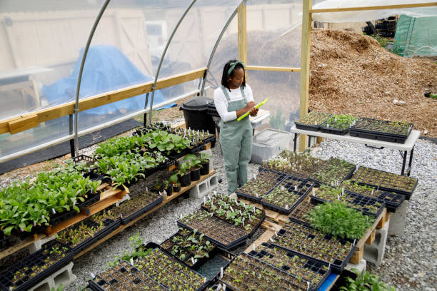Farmer In Her Greenhouse