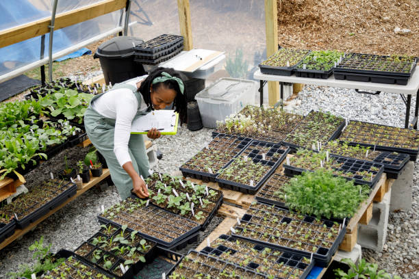 istock Farmer In Her Greenhouse 1481425776
