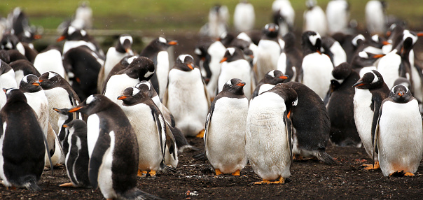 Gentoo Penguin Sleeping Standing in a group. Falkland Island.  Sheltering from the wind and rain.