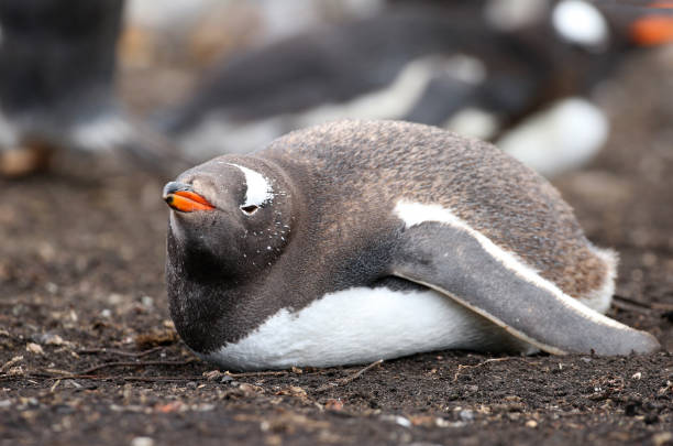 젠투 펭귄이 자고 있습니다. 포클랜드 섬 - bird black penguin gentoo penguin 뉴스 사진 이미지