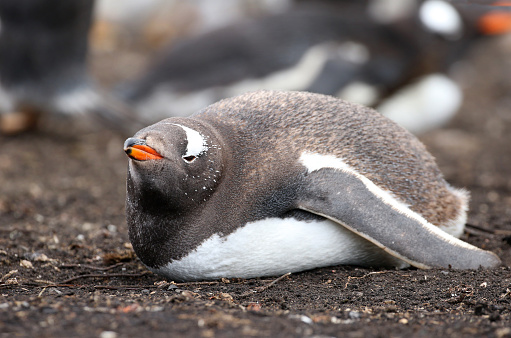 Gentoo Penguin on the beach,feeding his chick, Port Lockroy , Goudier Island, Antartica