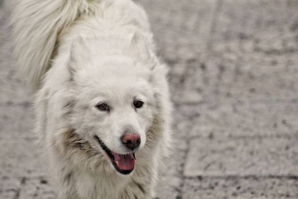 Dog in winter