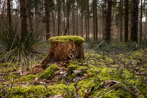 Close up view of an old tree trunk that is weathered and covered with moss in a coniferous forest in the daytime and sunshine.