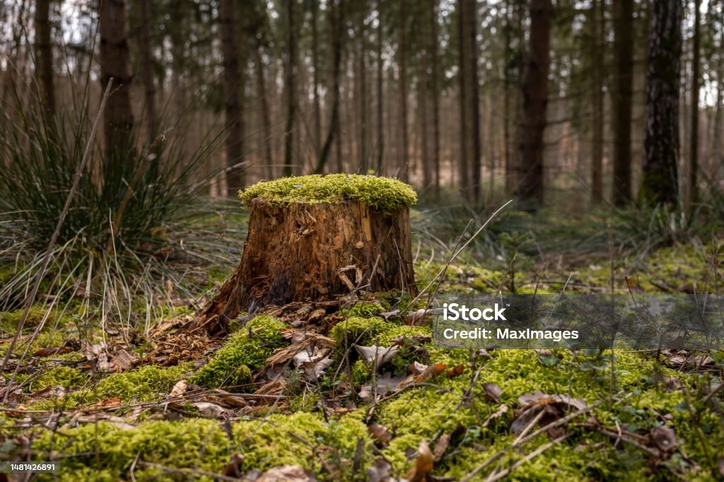 close up dead wood old tree trunk forest nature Close up view of an old tree trunk that is weathered and covered with moss in a coniferous forest in the daytime and sunshine. 2023 Stock Photo