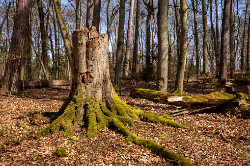 View of an old rotting tree trunk in the forest in the daytime.