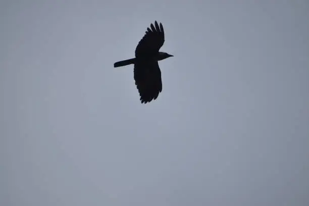 Crow flying on blue sky background. Bird in sky.