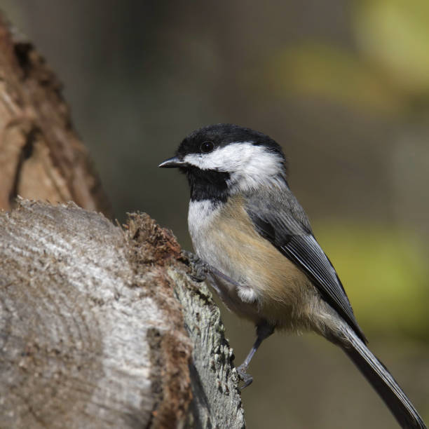 istock Closeup of a Black-capped Chickadee (poecile atricapillus) 1481429078