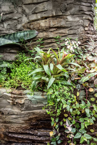 istock Rock garden with perennials and herbs plants 1481429153