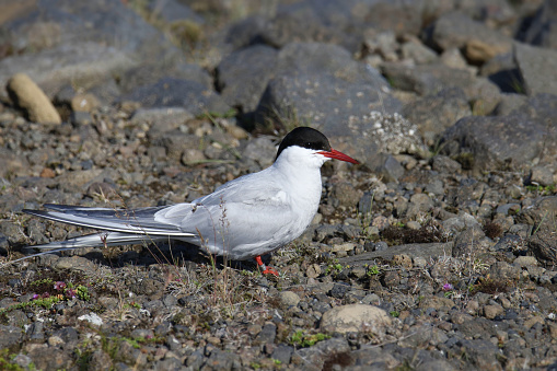 Arctic Tern (sterna paradisaea) perched on rocky ground