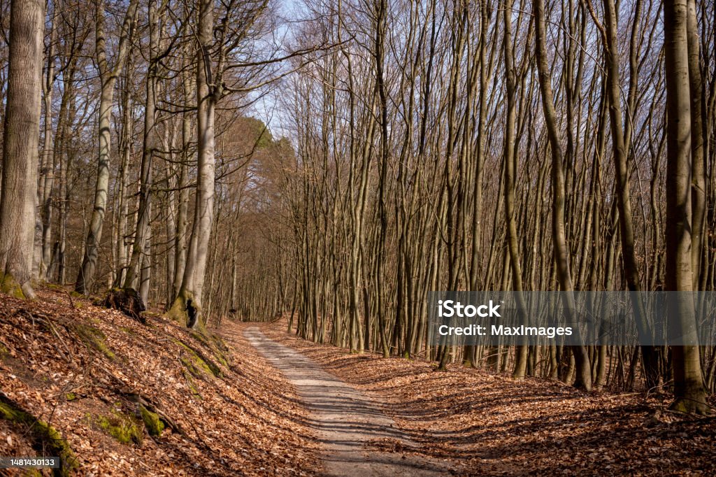 path forest beeches trees autumn sunshine View of a beech forest with a forest path on a spring day. 2023 Stock Photo