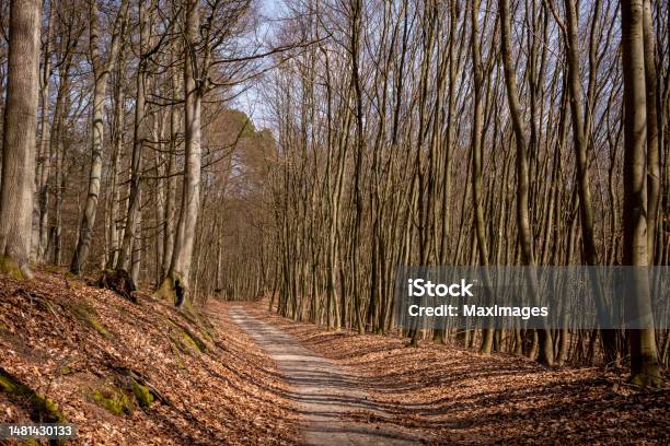 Path Forest Beeches Trees Autumn Sunshine Stock Photo - Download Image Now - 2023, Autumn, Autumn Leaf Color